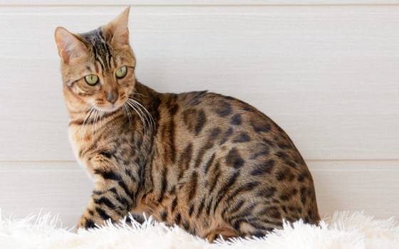 Bengal